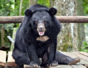 AJN Steelstock support helps Free the Bears