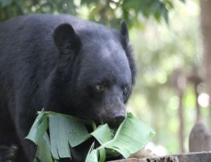 Free the Bears welcomes first residents to ‘Bear House 6’