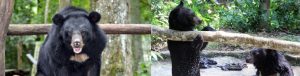 Free the Bears welcomes first residents to ‘Bear House 6’