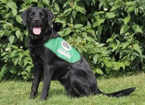 A Dogs for Good assistance dog sitting on the grass looking at the camera with foliage in the background