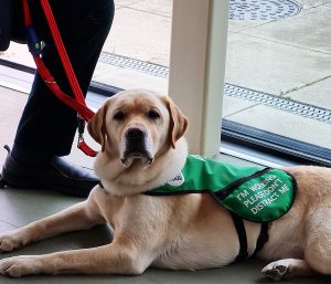 A golden retriever dogs for good charity dog supported by AJN Steelstock laying down on the floor looking at the camera