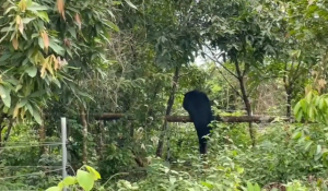 A Moon Bear climbing a fallen branch near Bear House 7, funded by AJN Steelstock