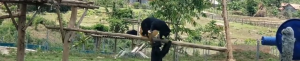 Two Moon Bears playing in their enclosure near Bear House 7, funded by AJN Steelstock