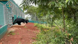 Two Moon Bears walking out of Bear House 7, funded by AJN Steelstock