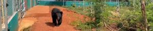 Laos wildlife sanctuary over the moon with new bear enclosure